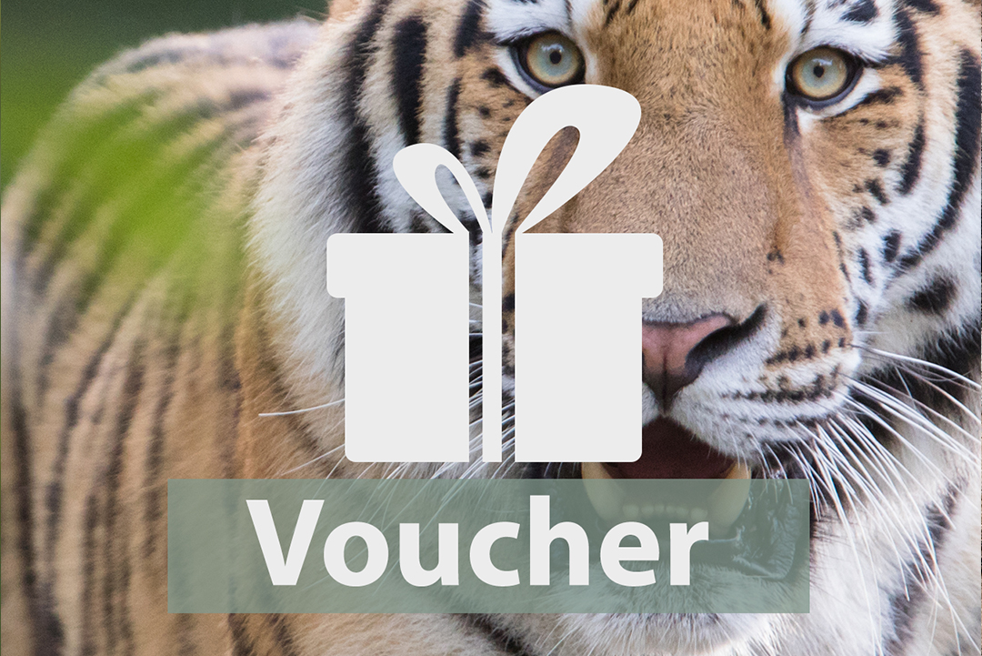 Give a summer pass as a gift