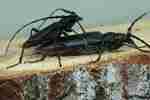 Great capricorn beetle