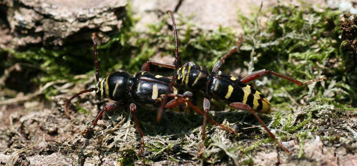 Longhorn beetle